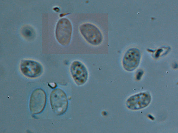 Schizopora sp.?? (Oxyporus corticola)
